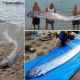 Ikan Oarfish Menampakkan Diri, Pertanda Bencana Alam Besar?